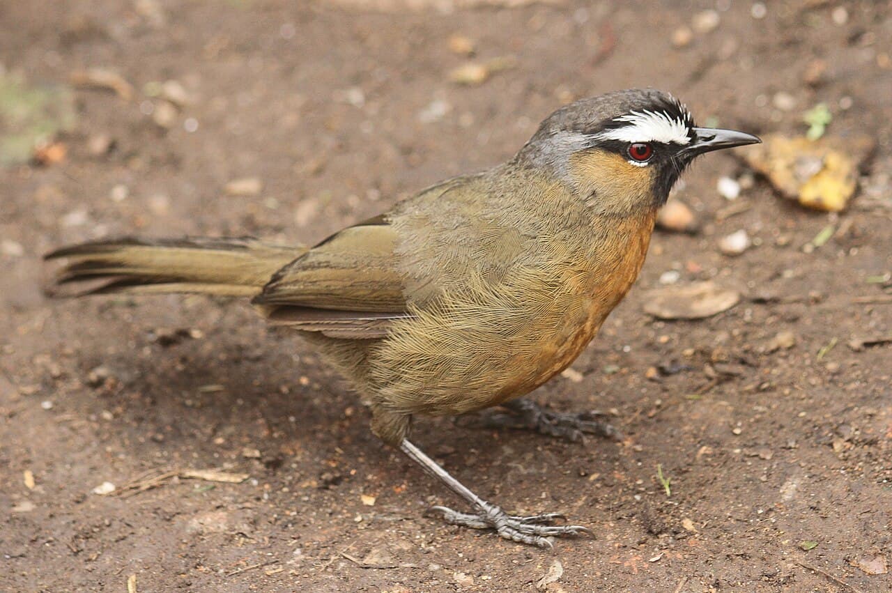 Birdwatching the Sholas