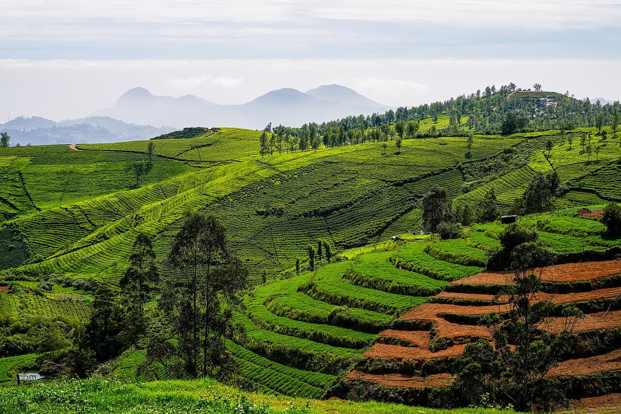 Tea Estate Tour & Tasting