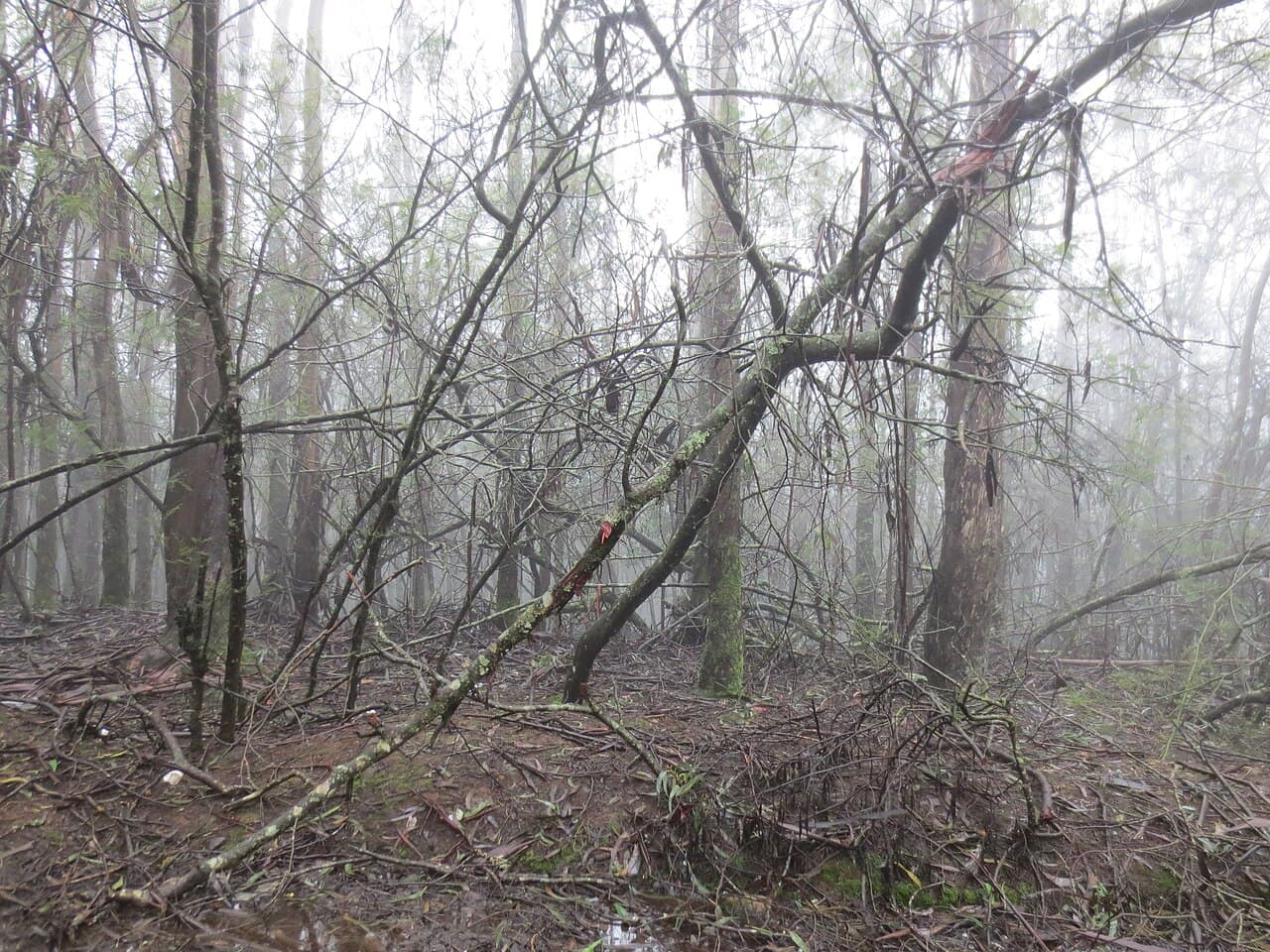 Glenmorgan