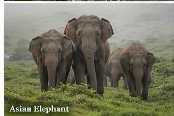 Asian elephant