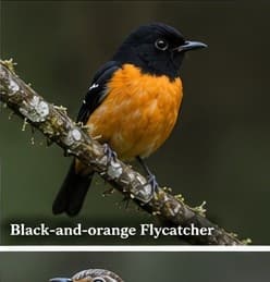 Black-and-orange flycatcher