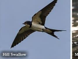 Hill swallow