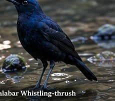 Malabar whistling-thrush