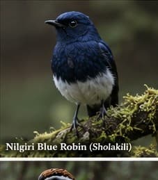 Nilgiri blue robin (Sholakili)
