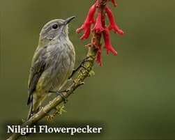 Nilgiri flowerpecker