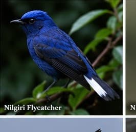 Nilgiri flycatcher