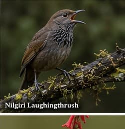 Nilgiri laughingthrush