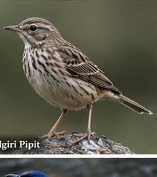 Nilgiri pipit