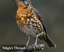 Nilgiri thrush