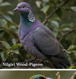 Nilgiri wood-pigeon