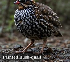 Painted bush-quail