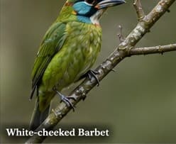White-cheeked barbet
