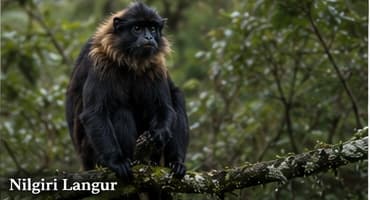 Nilgiri langur