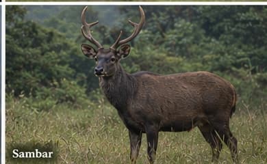 Sambar